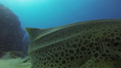 Leopard Shark Or Zebra Shark Close Up Of Calm Peaceful Bottom Dwelling Shark Relaxing On Sand Reef & Blue Sea Water. Beautiful Colourful Marine Life & Gentle Pelagic Carpet Shark Swimming Underwater