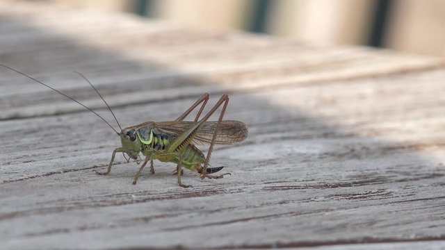 long horned Grasshopper sitting on wood