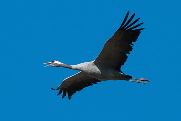 Kranich im Flug