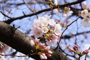 サクラの花