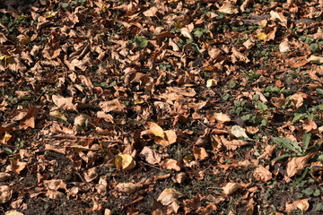 Colorful autumn fallColorful autumn fallen leaves on brown forest soil background. Dry autumn leaves. Backgrounden