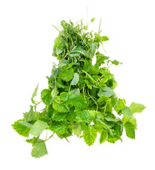 bunch of lemon balm plant cutout