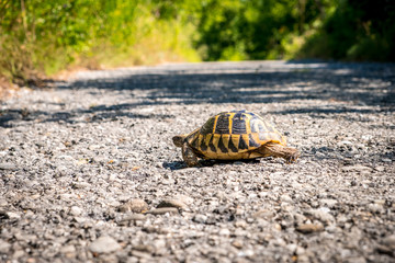 Turtle was crossing the road