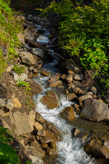 Stream in the forest