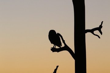 Owl Sunrise