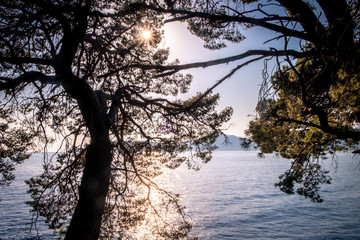 Blue sea with sun reflections trough the trees