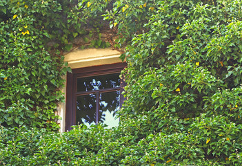 Fototapeta na wymiar house facade with a window overgrown with ivy