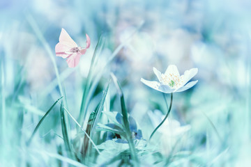 Dreamy white spring anemone flower bloom, grass, butterfly close-up. Spring floral image. Pastel blue toned. Macro with soft focus. Nature greeting card background