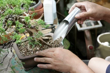 Schilderijen op glas Making of bonsai trees, Sprinkle the soil and rake the soil to tighten the roots, Handmade accessories wire and scissor bonsai tools, stand of bonsai, Concept Bonsai tree. © Nori Wasabi