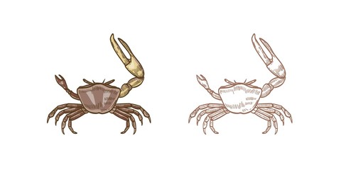 Fiddler crab vector illustrations set. Colorful and monochrome hand drawn crustaceans on white background. Restaurant seafood, delicacy food. Sea underwater animals with pincers design element.