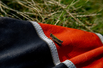 grasshopper on the clothes