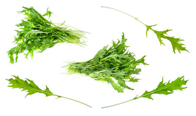 bundles, twigs and leaves of fresh mizuna plant