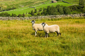 Obraz premium Swaledale Ewes. Two Swaledale ewes facing forward in late summer meadow with beautiful Yorkshire Dales scenery in the background. Horizontal. Space for copy.