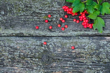 A sprig of red ripe viburnum berry, with green leaves, on a background of old boards with moss. View from above.