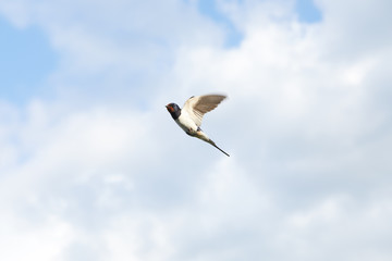 view of two swallow birds flying on countryside summer background