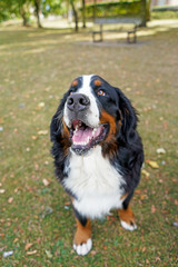 Happy Bernese Mountain Dog in the park, mouth open, looking up