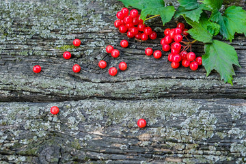 A sprig of natural red ripe viburnum berry, with green leaves, on a background of old boards with moss. View from above.