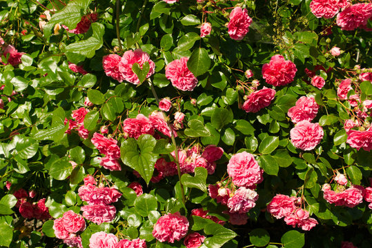 Fleur cam&eacute;lia rose buisson de cam&eacute;lia rose au printemps