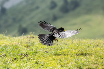 Alpendohle landet auf einer Bergwiese