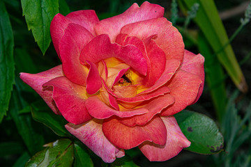 Fototapeta premium beautiful red pink rose close up, single isolated