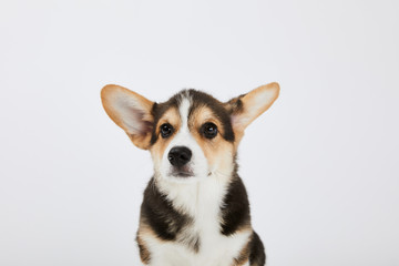welsh corgi puppy with cute ears isolated on white