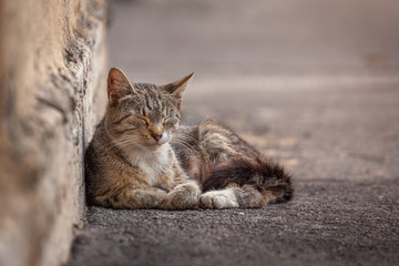 street homeless cat resting against the wall, recently gave birth to kittens, warmed up in the sun,...