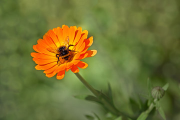A fuzzy bumblebee gathering nectar on a blooming calendula, fluffy striped insect on an orange flower
