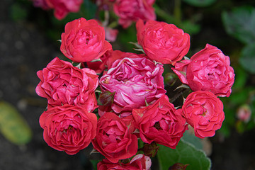 beautiful red roses blossom