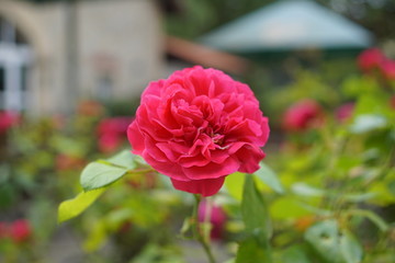 pink rose in the garden