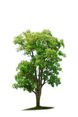 the brown  tree with branch and green leaves on white background isolated