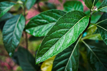 Rain drops on Gymnanthemum extensum leaves​ is a medicinal plant.