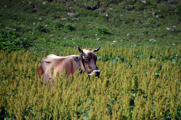 Fototapeta premium Natürliches Bergleben