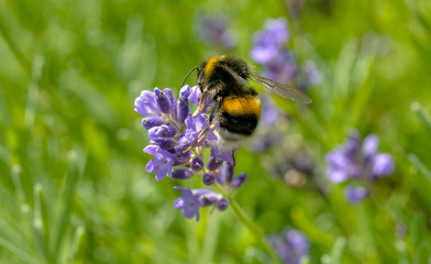 Macro
