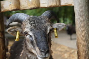 Fototapeta premium portrait of a goat,animal, buffalo, cow, mammal, farm, nature, cattle, grass, bison, bull, wild, goat, field, wildlife, horn, fur, horns, meadow, animals, livestock, pasture, big, agriculture,