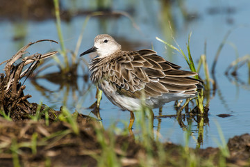 chevalier combattant, Combattant varié, Philomachus pugnax