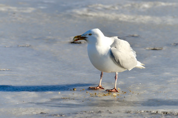 Goéland bourgmestre,.Larus hyperboreus, Glaucous Gull