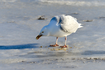 Goéland bourgmestre,.Larus hyperboreus, Glaucous Gull