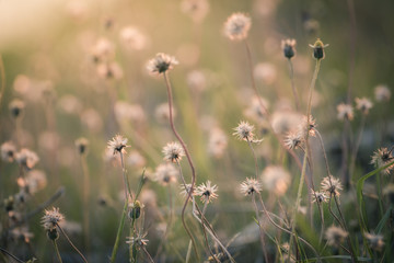 grass flower on sunset background