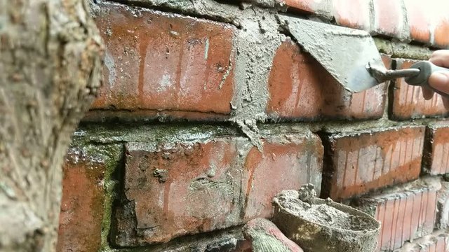 Close up of woman pointing joints of old red brick garden wall. Closeup of hands using trowel and mortar. One hand in builders glove. Authentic DIY renovation project.