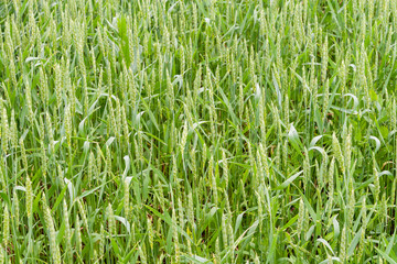 A fragment of a green wheat field as an agricultural background