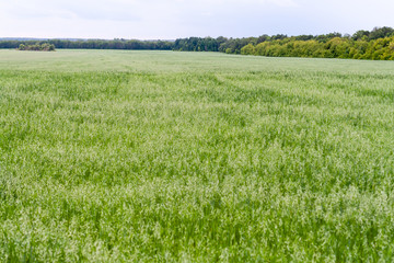 Fototapeta premium A large field of young oats, surrounded by forest