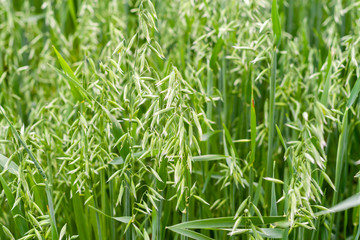 A fragment of a green oat field as an agricultural background