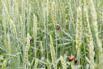 Anisoplia austriaca is a cereal pest on green ears of wheat