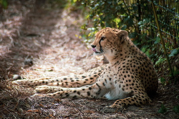 guépard