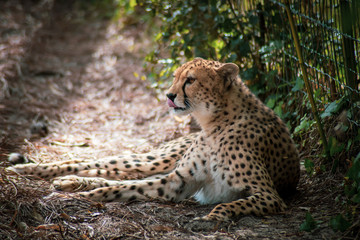 guépard