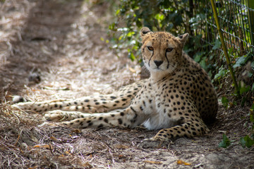 guépard