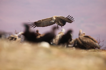 The Cape griffon or Cape vulture (Gyps coprotheres) landing on the rock into the middle of a flock of other scavengers.Huge vulture in purple light of rising sun.