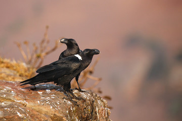 The white-necked raven (Corvus albicollis) ,pair of the birds on the rock. A pair of large black birds on a purple Drakensberg mountain background.