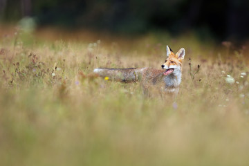 The red fox (Vulpes vulpes) looks for food in a meadow. Young red fox on green field with dark spruce forest in background.