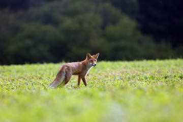 The red fox (Vulpes vulpes) looks for food in a meadow. Young red fox on green field with dark spruce forest in background.